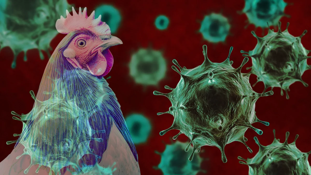 Bird Flu on the Rise: What You Need to Know About the Latest Outbreak